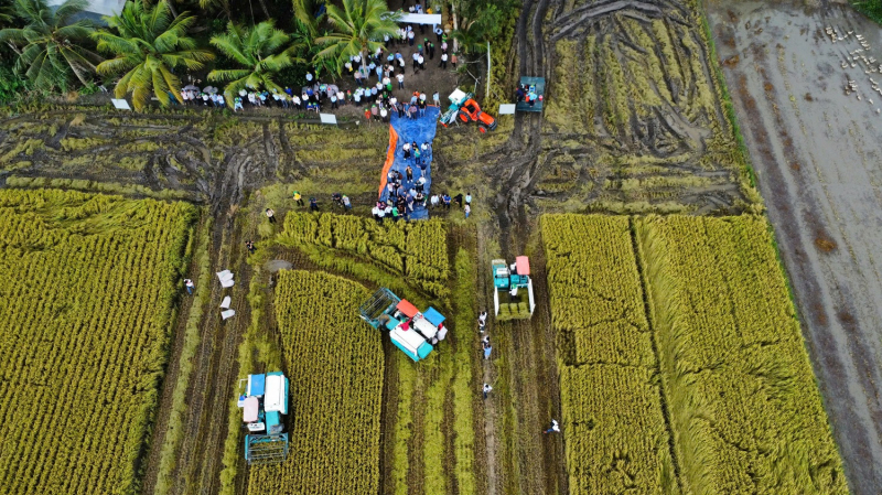 Phát triển bền vững ngành lúa gạo từ Đề án 1 triệu hécta -0