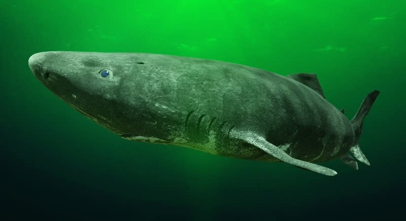 Vén bức màn bí mật về cá mập ở Greenland -0