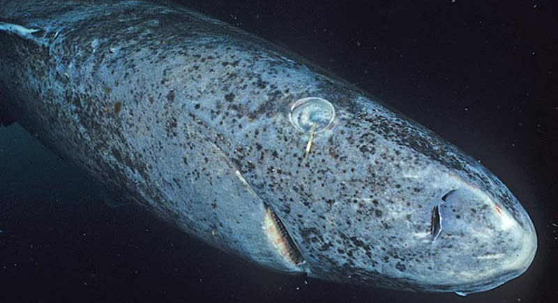 Vén bức màn bí mật về cá mập ở Greenland -0