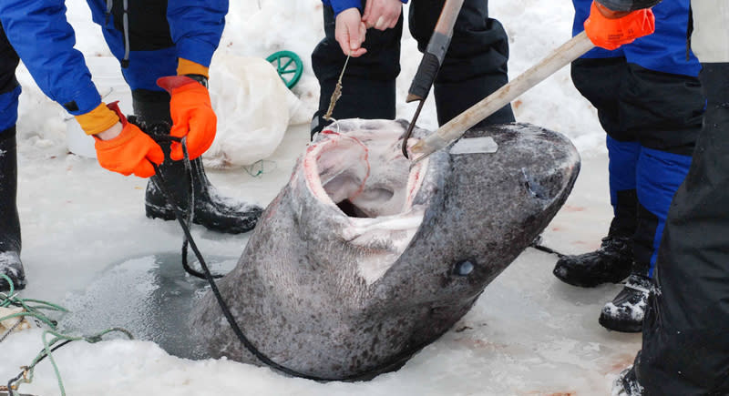 Vén bức màn bí mật về cá mập ở Greenland -0