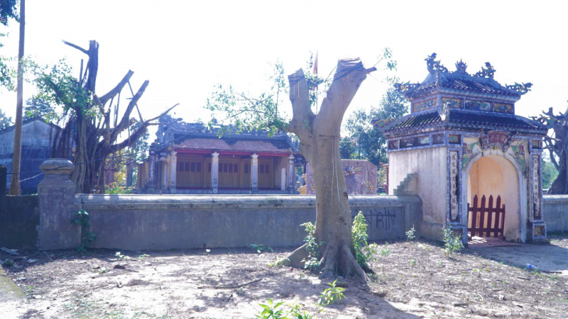 3 Cây cổ thụ hàng trăm năm tại khu vực di tích đình làng Lại Ân bị cưa trụi cành -0