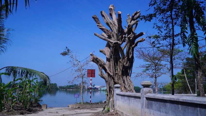 3 Cây cổ thụ hàng trăm năm tại khu vực di tích đình làng Lại Ân bị cưa trụi cành -0