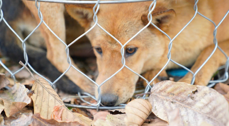 Triệt phá đường dây trộm chó quy mô lớn -0