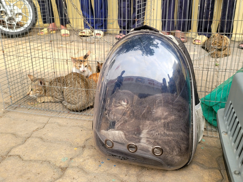 Triệt phá nhóm đối tượng chuyên trộm cắp mèo số lượng lớn -1