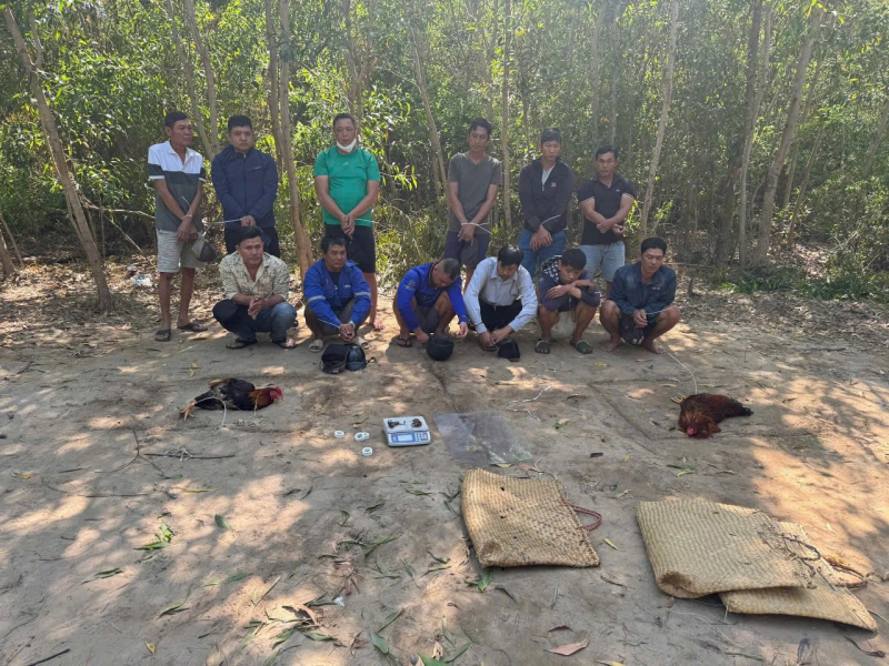 Triệt phá các tụ điểm đá gà, tạo sức răn đe cao dịp Tết Nguyên đán Bính Ngọ 2026 -2