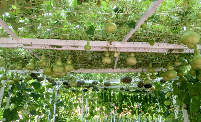          Đại cảnh linh vật “Xích mã Thăng Long” ở phố biển Tuy Hòa sống động, hoành tráng -0