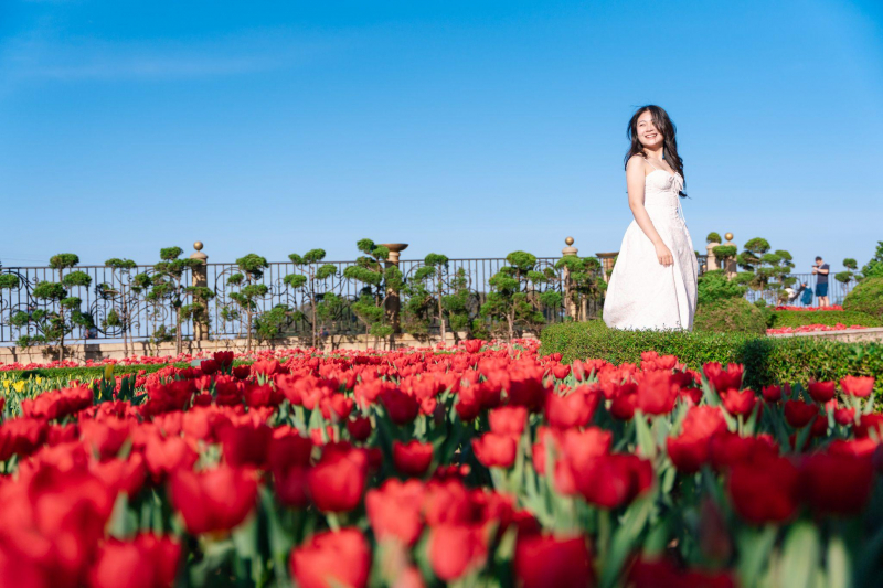 Sun World Ba Na Hills lần đầu ươm trồng 1 triệu bông tulip trên đỉnh núi đón Tết Nguyên đán 2026 -0