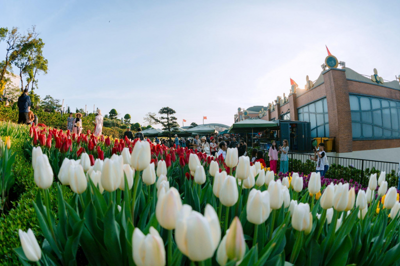 Hàng nghìn cây hoa tulip đã sẵn sàng đón chờ du khách đến Hội xuân núi Bà -0