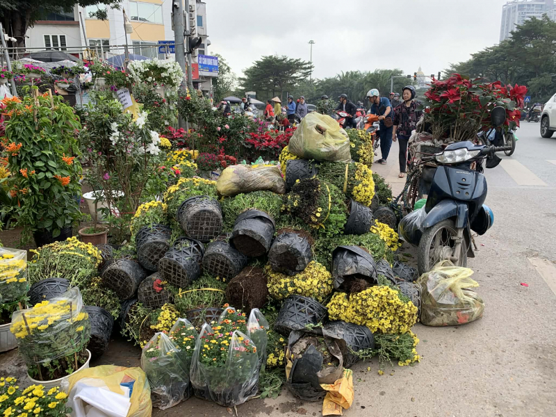 Thị trường cây cảnh giảm giá để hút khách -0