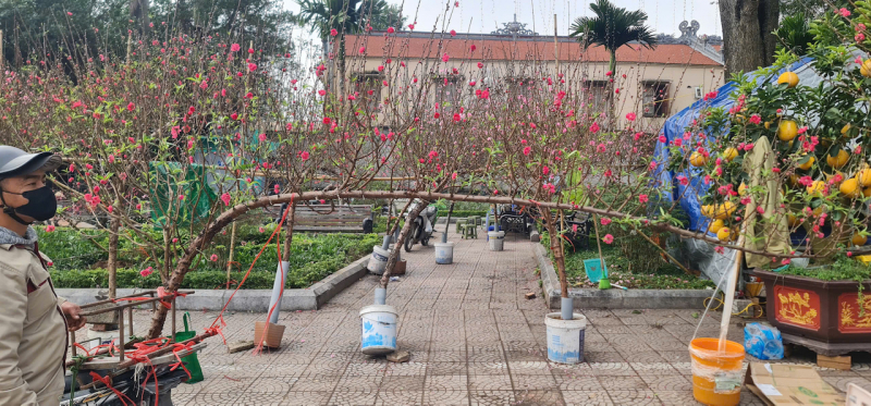 Thị trường cây cảnh giảm giá để hút khách -0