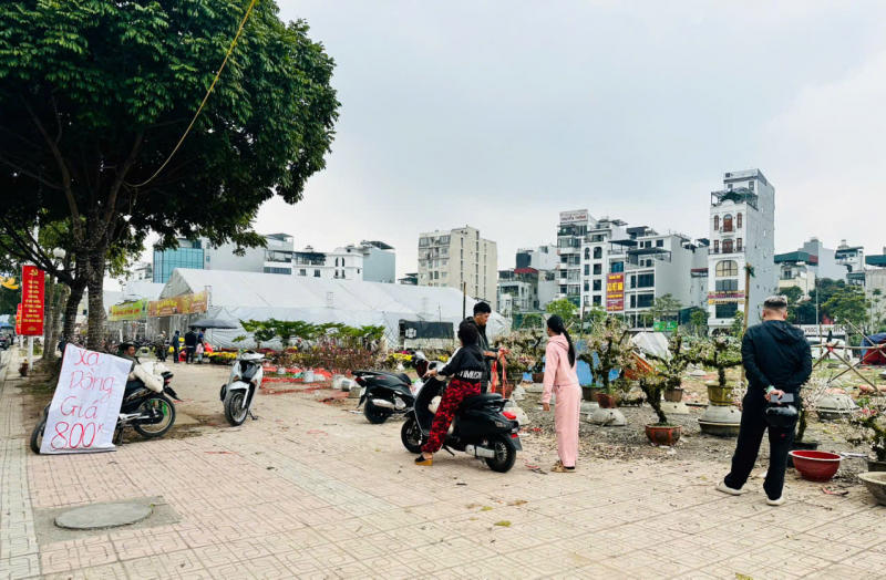 Thị trường cây cảnh giảm giá để hút khách -0