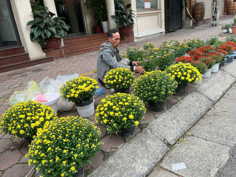 Thị trường cây cảnh giảm giá để hút khách -0