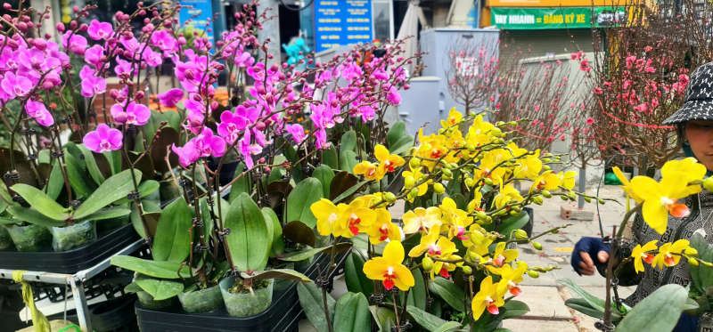 Thị trường cây cảnh giảm giá để hút khách -0