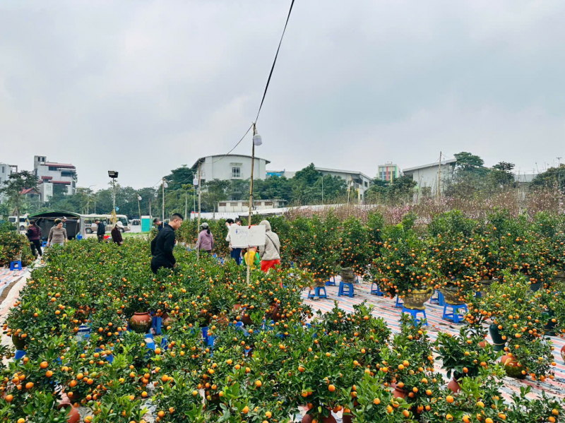 Thị trường cây cảnh giảm giá để hút khách -0