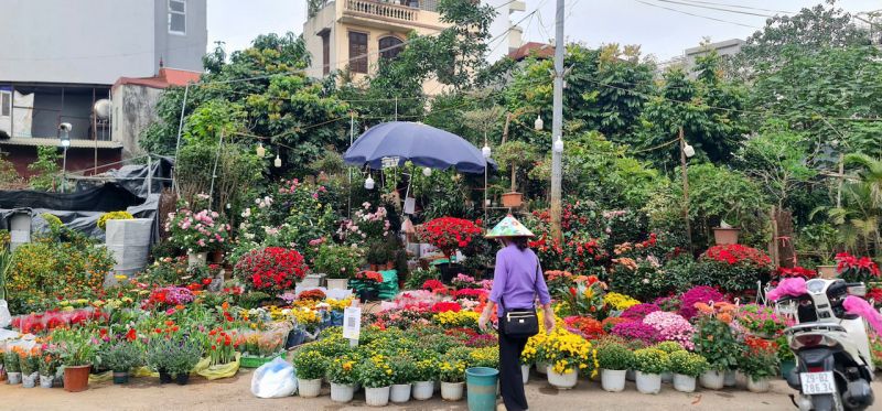 Thị trường cây cảnh giảm giá để hút khách -0