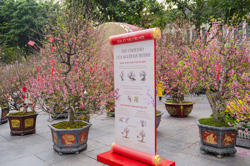 Du khách tấp nập check in không gian hoa xuân ấn tượng giữa lòng Hà Nội -0