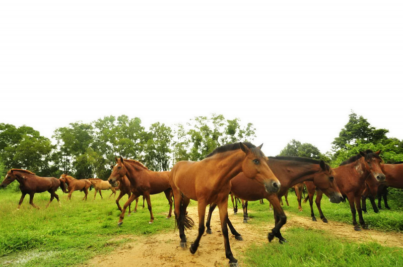 Trở lại đại bản doanh nuôi ngựa để… cứu người -0