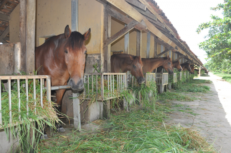 Trở lại đại bản doanh nuôi ngựa để… cứu người -0