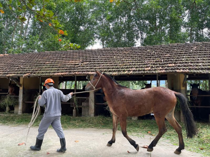 Trở lại đại bản doanh nuôi ngựa để… cứu người -0