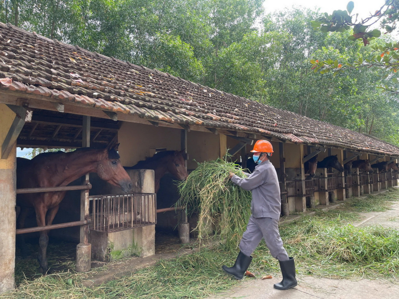Trở lại đại bản doanh nuôi ngựa để… cứu người -0