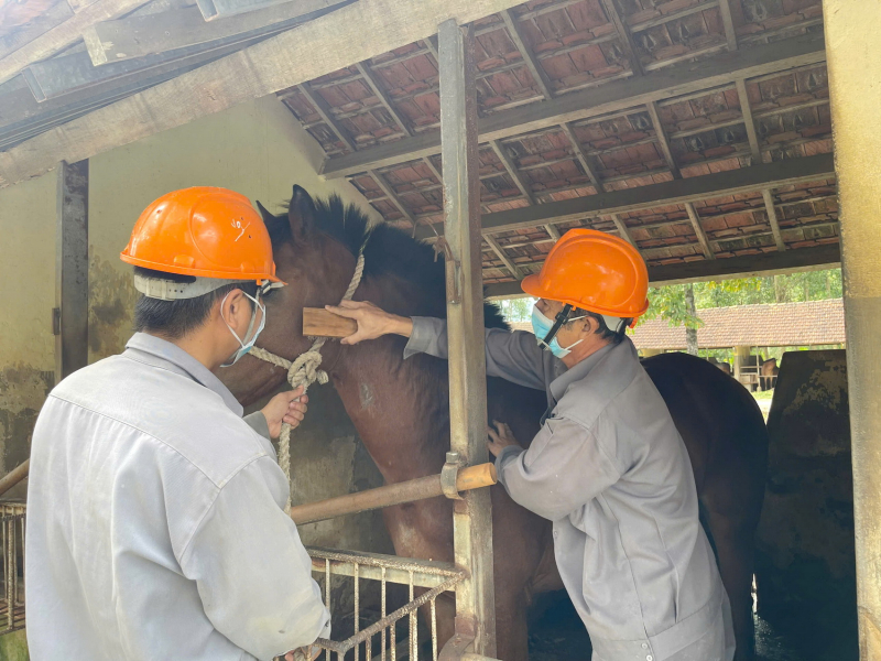 Trở lại đại bản doanh nuôi ngựa để… cứu người -0