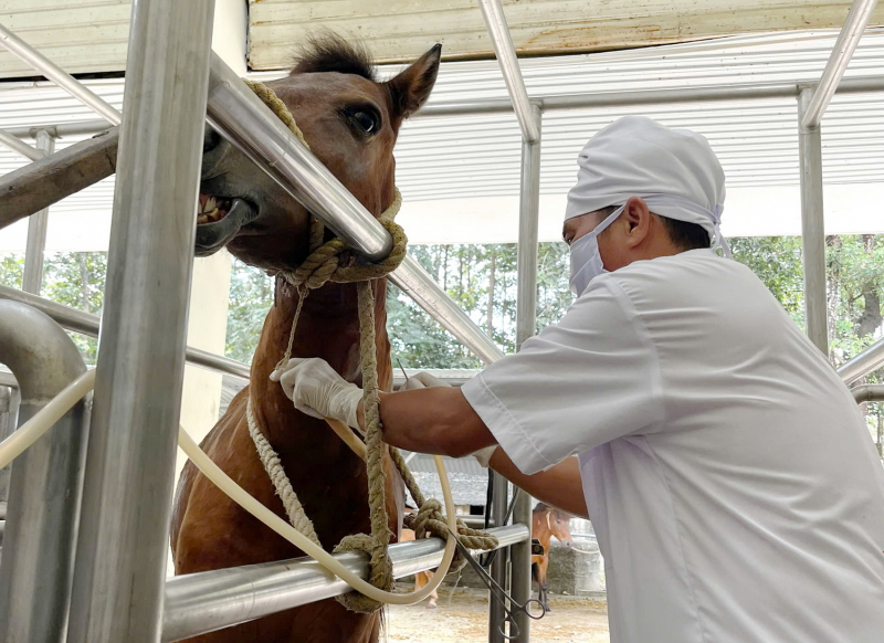 Trở lại đại bản doanh nuôi ngựa để… cứu người -0