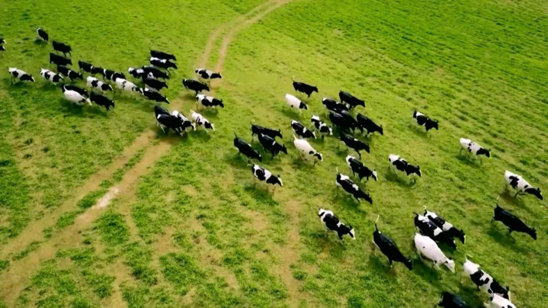 TH true MILK và năm của những dấu ấn tự hào -0