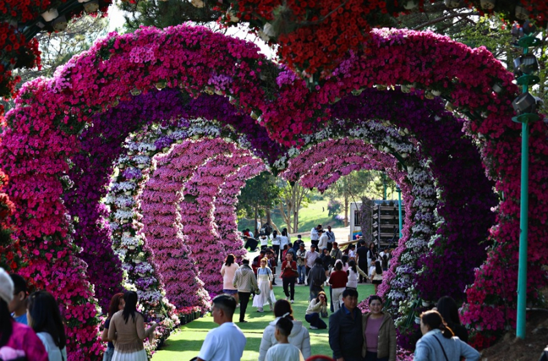 Đà Lạt bùng nổ khách dịp Tết Bính Ngọ 2026 -0