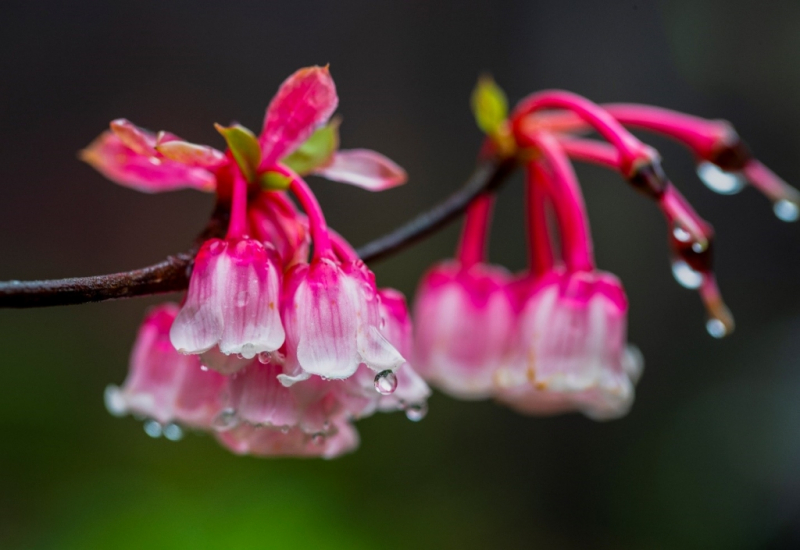 Hàng nghìn du khách đón Tết Bính Ngọ cùng hơn triệu bông tulip tại Sun World Ba Na Hills -0