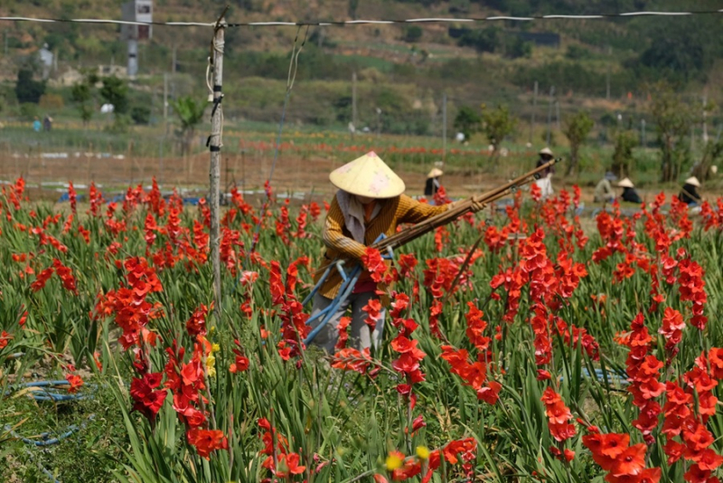 Nông dân bất lực nhổ bỏ hoa sau Tết -0