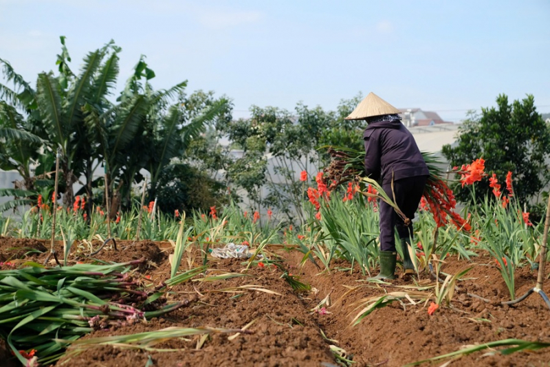 Nông dân bất lực nhổ bỏ hoa sau Tết -0