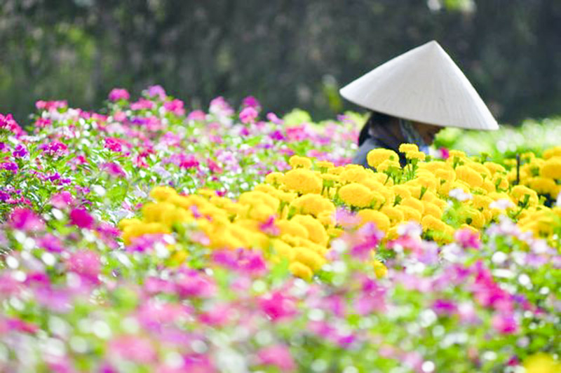 Làng hoa Vạn Thành, ngày ấy - bây giờ -0