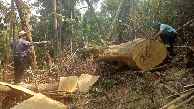 Nhận hối lộ, Giám đốc Công ty Lâm nghiệp Ea Kar bị bắt -0