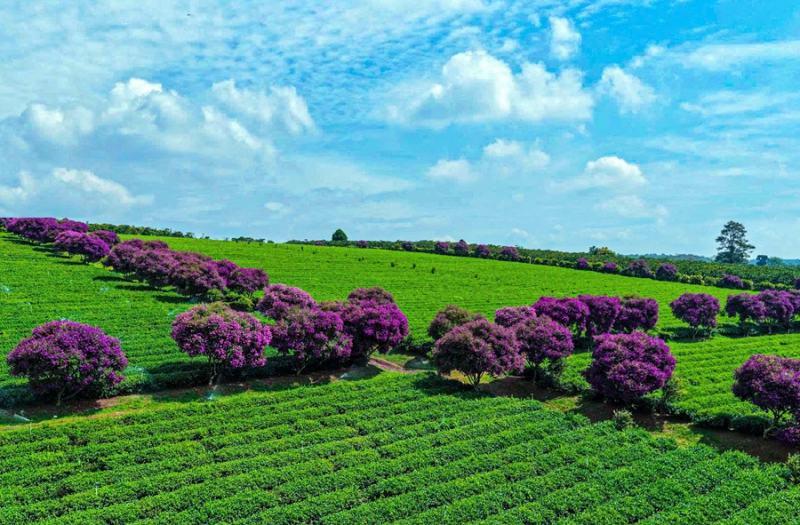 Hoa mua tím nở rộ trên nông trường chè  -0