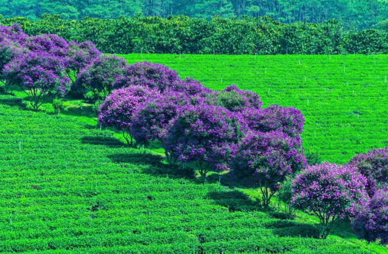 Hoa mua tím nở rộ trên nông trường chè  -0