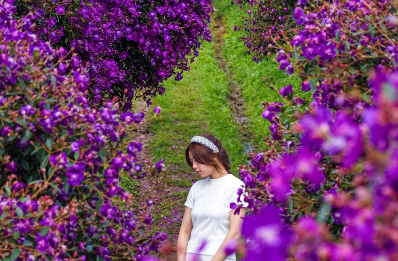 Hoa mua tím nở rộ trên nông trường chè  -0