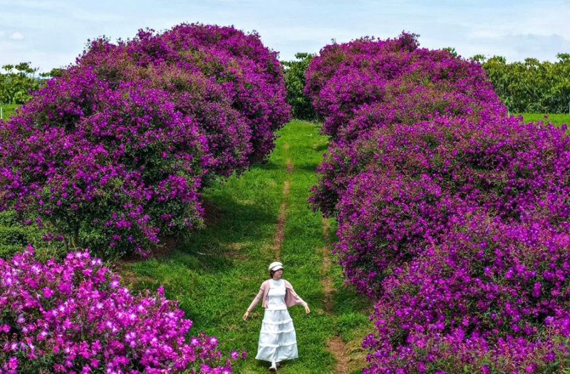 Hoa mua tím nở rộ trên nông trường chè  -0