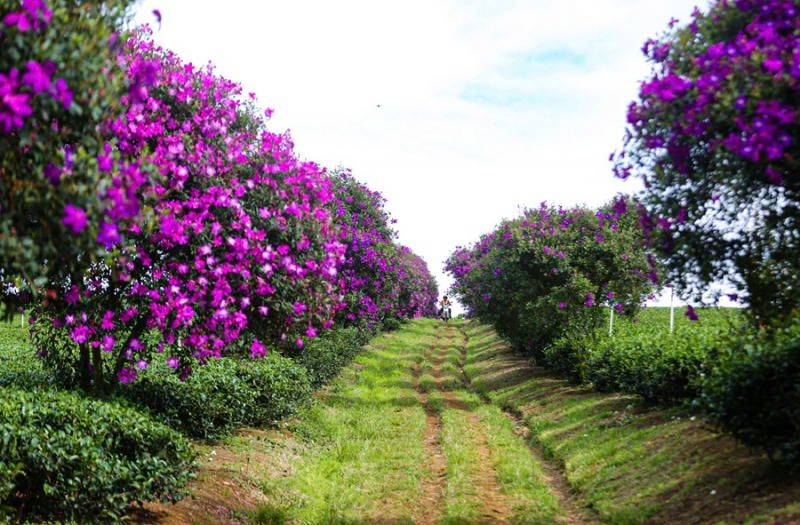 Hoa mua tím nở rộ trên nông trường chè  -0