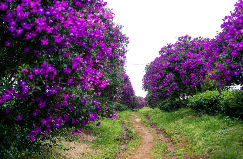 Hoa mua tím nở rộ trên nông trường chè  -0