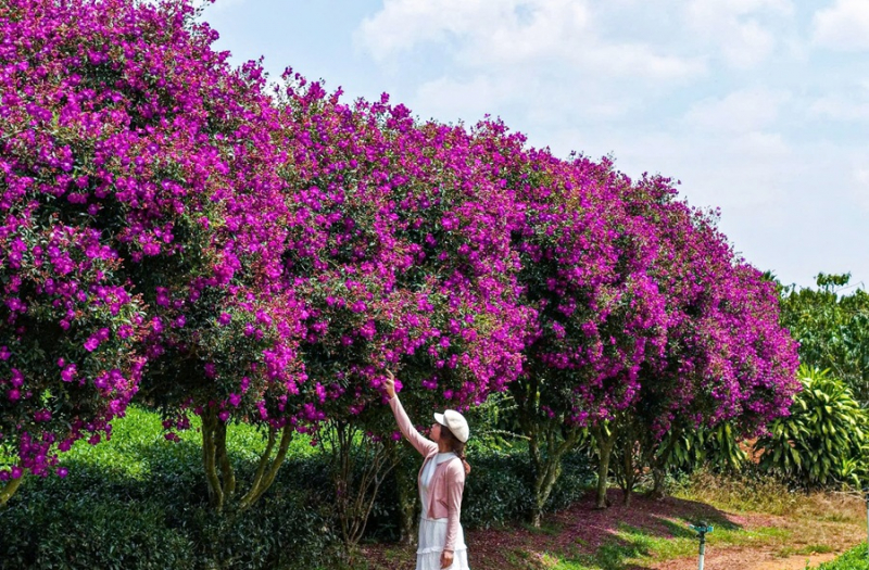Hoa mua tím nở rộ trên nông trường chè  -0