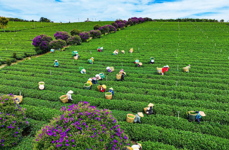 Hoa mua tím nở rộ trên nông trường chè  -0