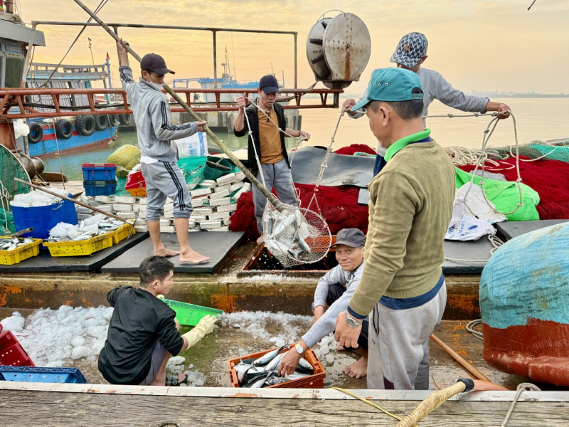 Vươn khơi đầu xuân, ngư dân miền Trung kỳ vọng trúng… “lộc biển” -0