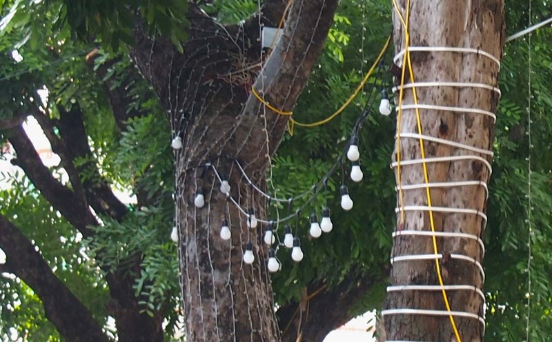 Hà Nội: Giăng đèn trang trí lên cây xanh có thể phải xin phép -0