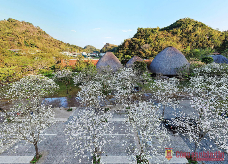 Dịu dàng nàng ban -0