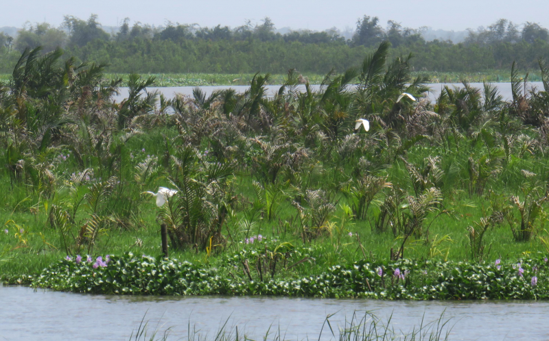 Bảo tồn và phát huy hệ sinh thái hồ Sông Đầm -0