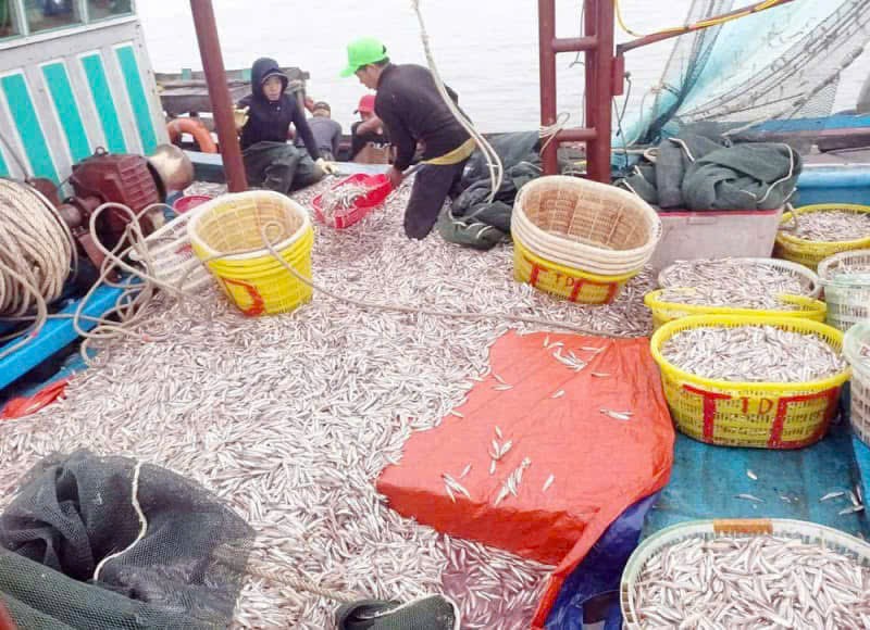 Quyết liệt chống khai thác IUU để gỡ thẻ vàng của EC về khai thác thuỷ hải sản -0