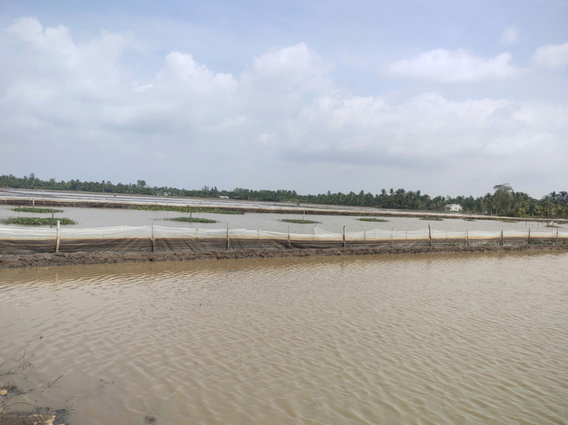 Phát hiện 2 hộ dân ở Cần Thơ nuôi ốc bươu vàng trái phép -0