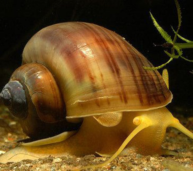 Phát hiện 2 hộ dân ở Cần Thơ nuôi ốc bươu vàng trái phép -0