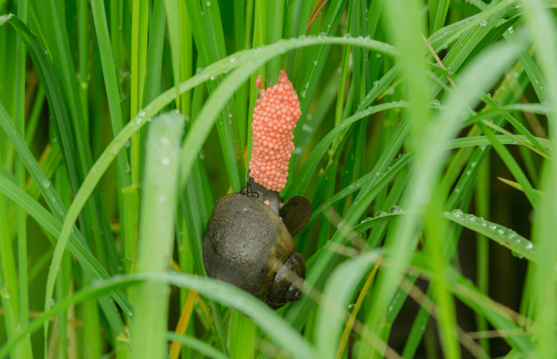 Phát hiện 2 hộ dân ở Cần Thơ nuôi ốc bươu vàng trái phép -1