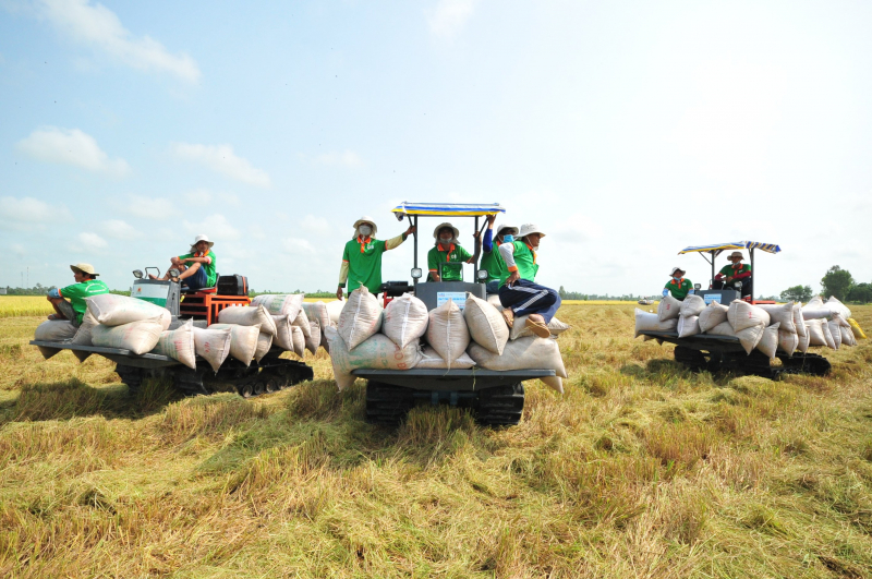 Tận dụng FTA, đẩy mạnh xuất khẩu gạo vào thị trường giá trị cao -0